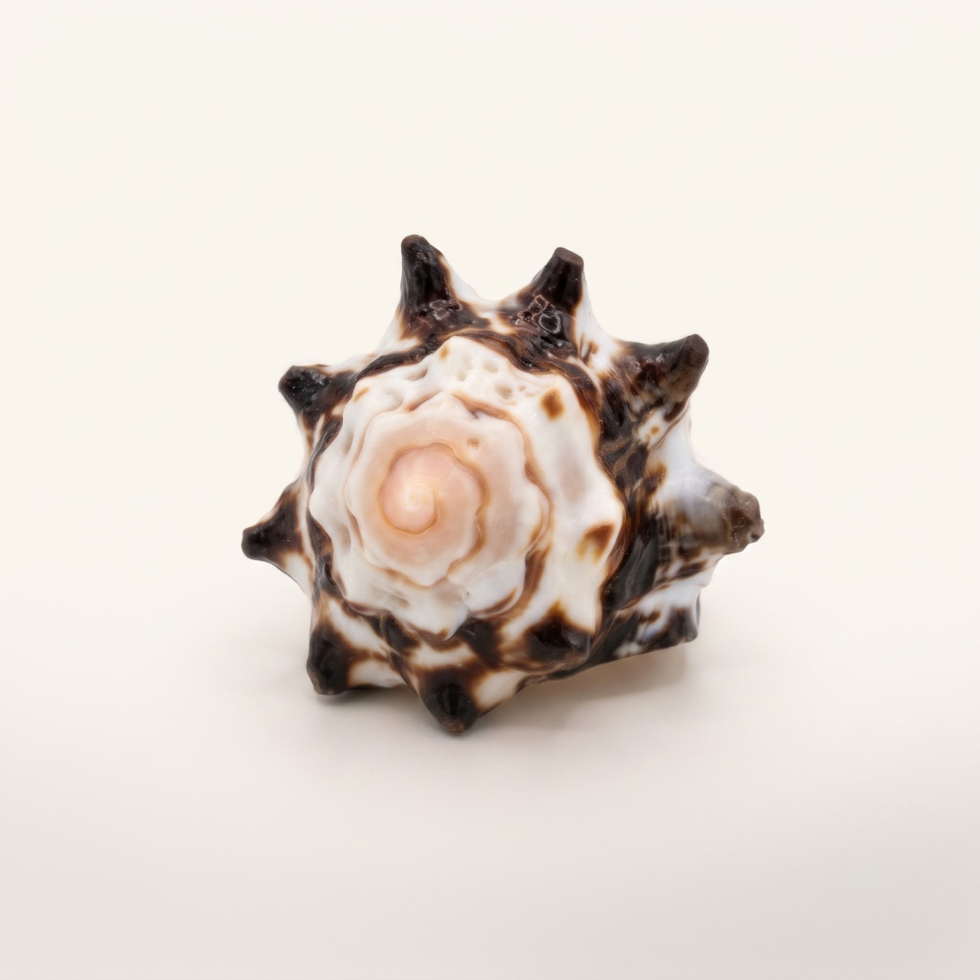 Anillo Estrella
