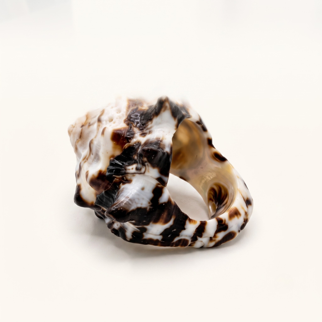 Anillo Estrella